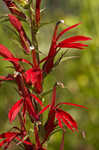 Cardinal flower